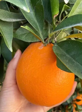 重庆奉节伦晚脐橙产地现摘新鲜多汁薄皮超甜当季直发10斤包邮