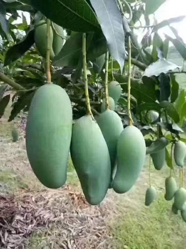新鮮芒果8斤送一斤包郵廣西桂七芒果田東整箱當季水果香甜大青芒