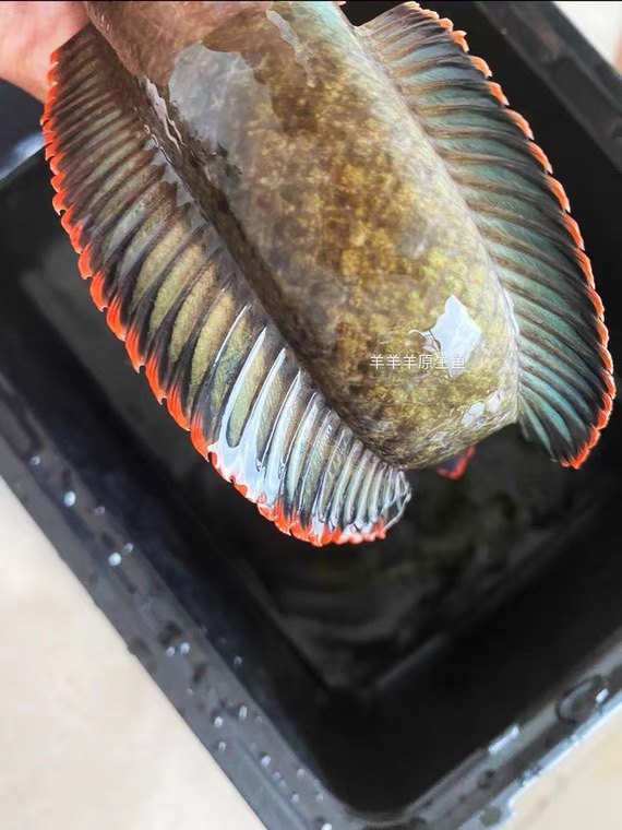 彩虹雷龙淡水冷水观赏鱼皮实耐养包邮包损