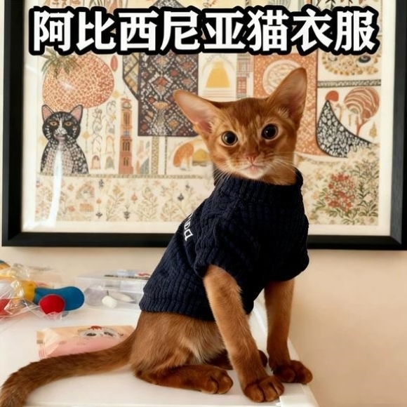 阿比西尼亚猫衣服防掉毛冬季宠物加厚打底小猫咪四季背心服饰用品