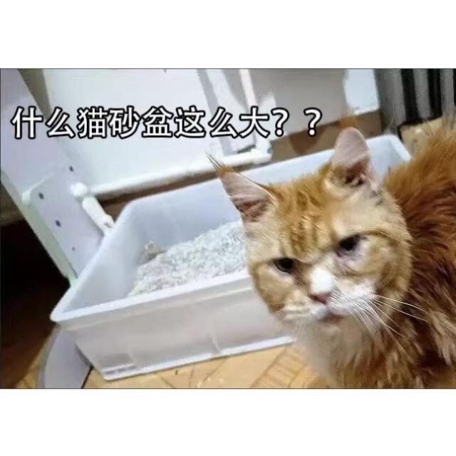 缅因猫集装箱猫砂盆全开放特大号周转箱巨型特大号猫厕所