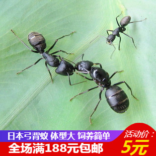 Xiaomo Ant House Pet ants|Camponotus schmitzi Ant Japan Camponotus schmitzi Workshop Antsin the Pet/Pet food and supplies , Reptile/Insects and supplies Ming , Ant  category - from Buy2taobao.com to provide professional Taobao agent buy service