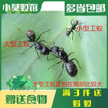 小莫蚁馆 日本弓背蚁  蚂蚁城堡沙巢沙堡 养蚂蚁宠物蚁巢工坊
