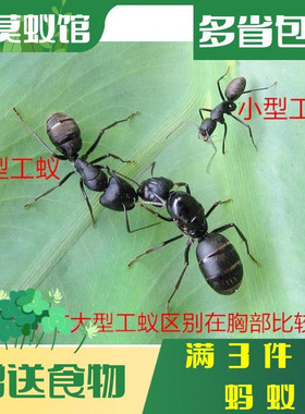 宠物蚂蚁弓背日本新后工坊