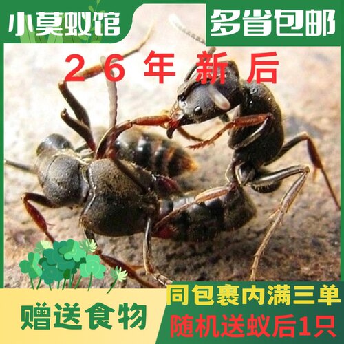 小莫蚁馆 横纹齿猛蚁 26年新后 活物体宠物 饲养简单 蚂蚁工坊