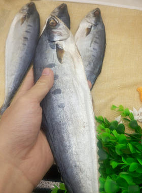 北海特产马鲛鱼干渔民自晒海鲜干货年货野生鲅鱼干咸鱼干500g