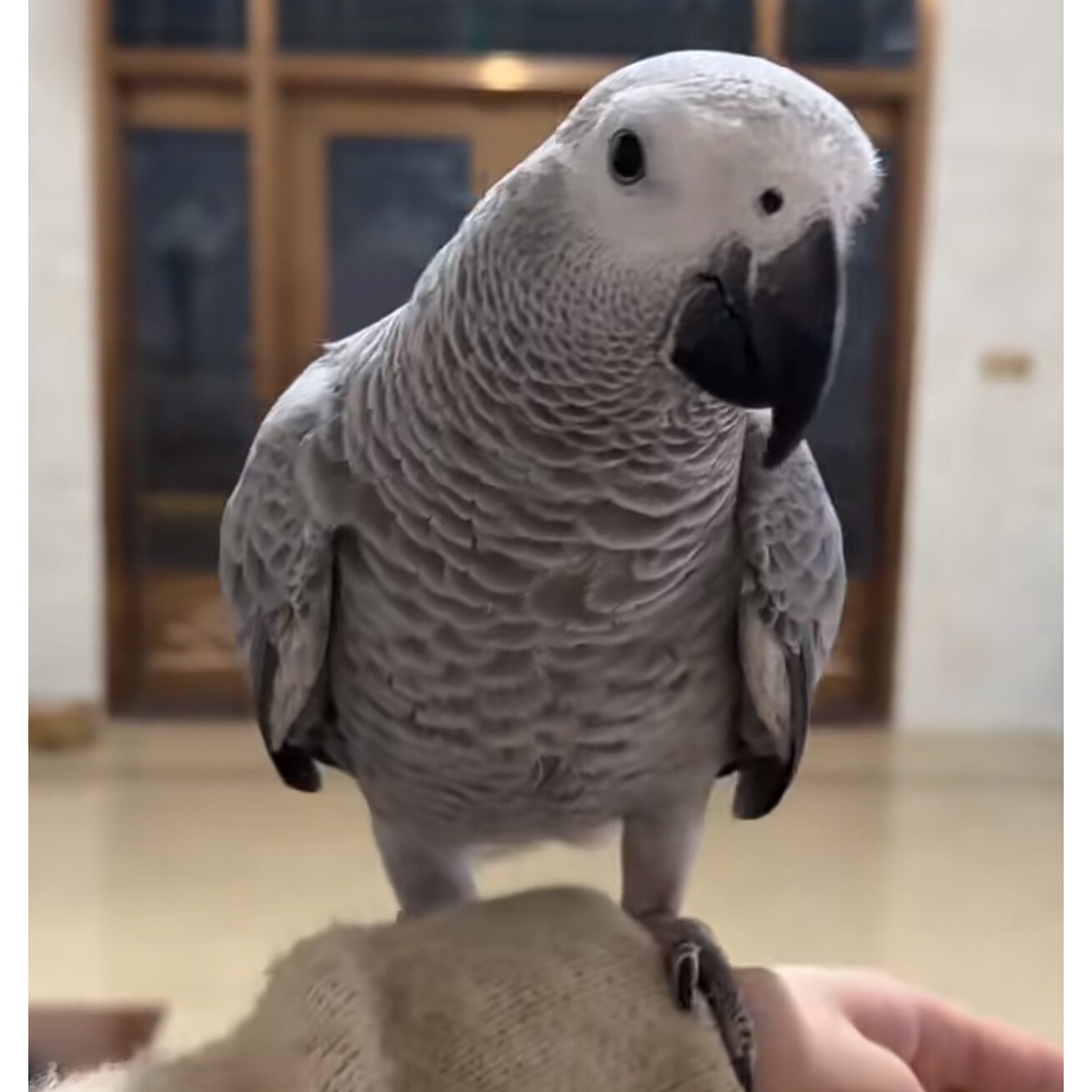 非小洲灰/机/活鸟/定金200适合小朋友和老人养 说话清晰售后保障