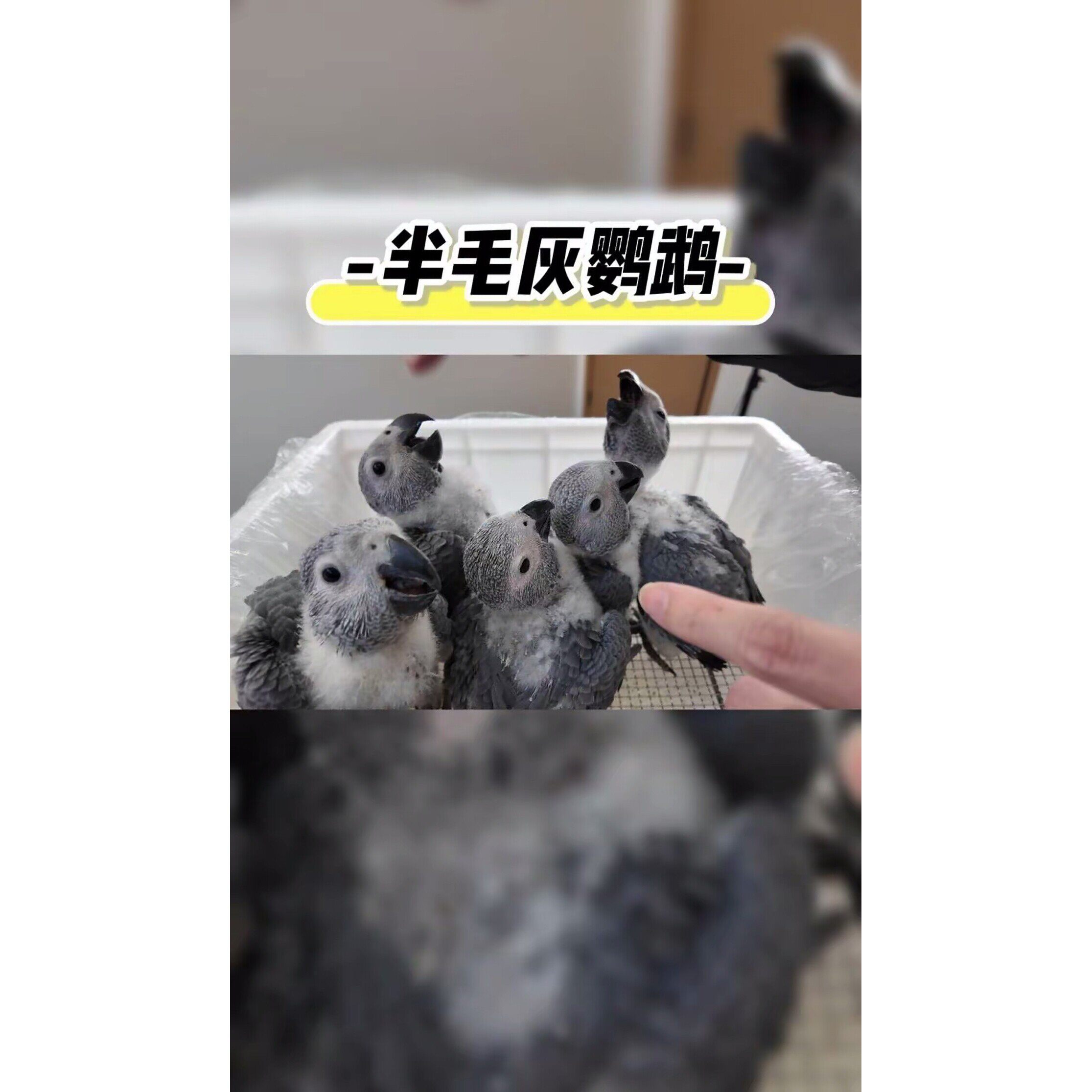 灰机/活物人工养殖宠物鸟合法饲养