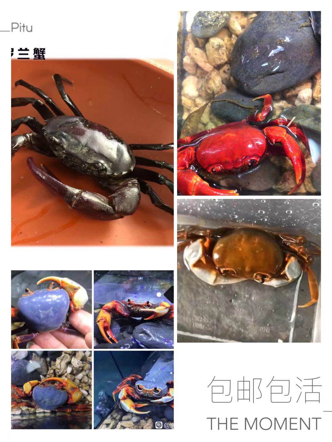 观赏蟹 南海溪蟹蓝尖肢爬虫爬宠紫罗兰束腰蟹田蟹溪蟹 爬虫爬宠物