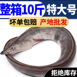 新鲜海鳗鱼海鲜鲜活水产冷冻深海海捕鳗鱼整条冰冻曼鱼段生鲜包邮