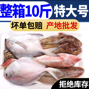 海杂鱼深海鱼海鲜海鱼杂鱼包银鲳鱼红头鱼海鲶鱼鲅鱼深海鱼海鲜