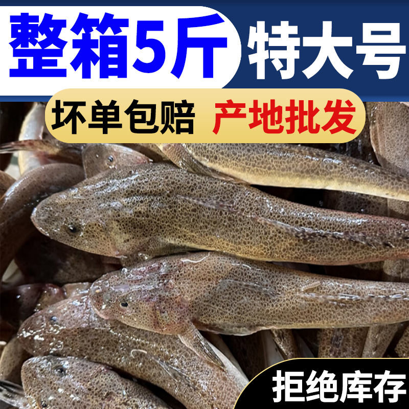 海捕鱼狗腿鱼牛尾鱼蒜瓣肉鸡腿海鲜水产鱼辫子海鱼鲜活尖头牛尾巴