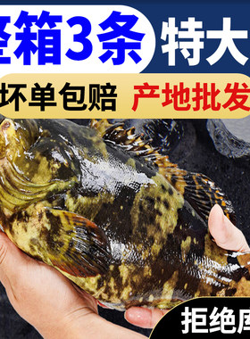 新鲜老虎斑石斑鱼海鲜水产深海鱼当天现捕老虎石斑鱼活冻海鲜