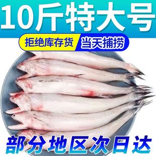 豆腐鱼海鲜大头鱼水龙鱼新鲜九肚鱼龙头鱼鲜活冷冻包邮丝丁鱼水潺
