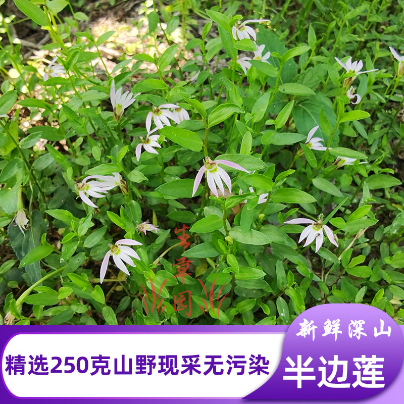 深山半边莲中草药凉茶半边花细米草无硫当季新货晒干中药材半边连