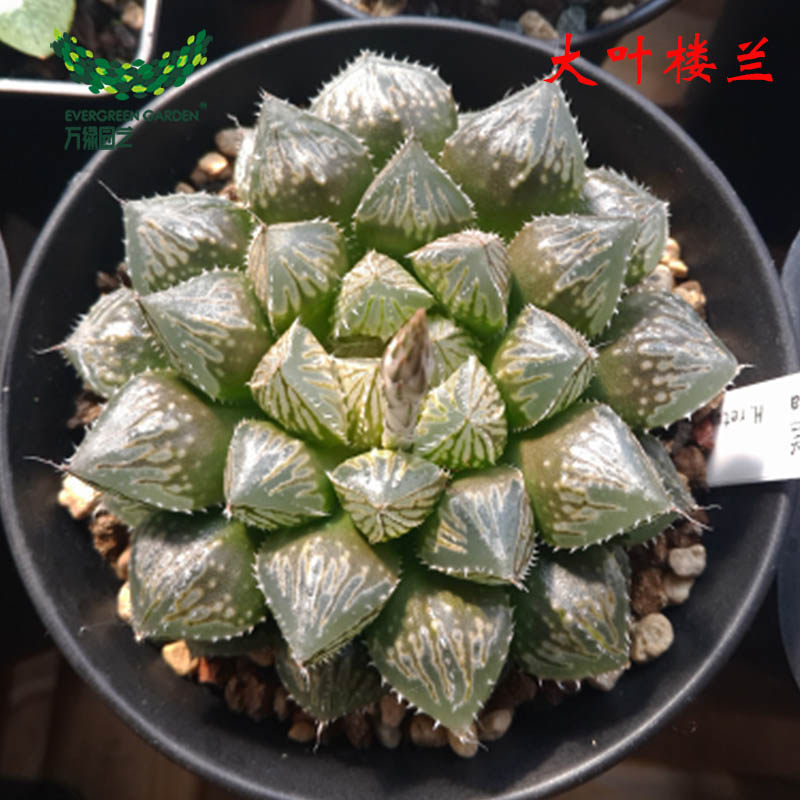 高级稀有精品多肉植物蓝镜无暇玉露办公室桌面美观小盆栽花卉绿植