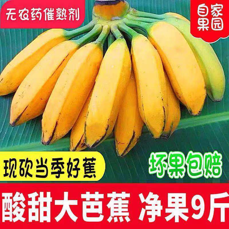 芭蕉牛蕉大蕉青蕉发货