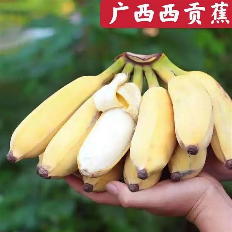 西贡蕉粉蕉新鲜香蕉甜糯米蕉粉蕉