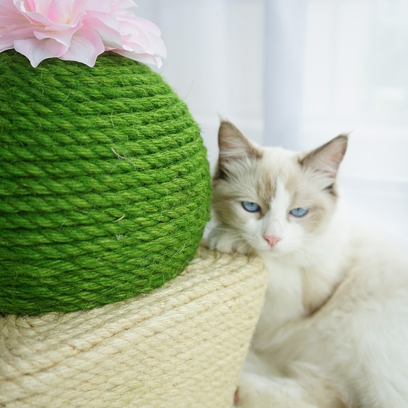 猫抓板仙人掌防抓沙发磨爪器猫咪玩具球剑麻猫爬架柱立式超大立式