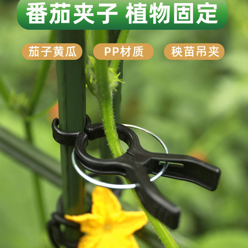 番茄夹子藤蔓植物吊秧
