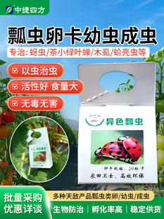 福建艳旋异色瓢虫卵卡幼虫成虫蚜虫介壳虫七星瓢虫活物园艺天敌