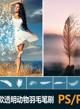 procreate笔刷飘落仙美白色动物羽毛唯美后期特效透明素材ps笔刷