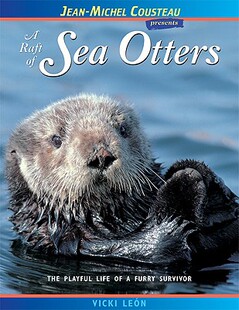 预售 Sea The Otters Raft Furry Playful Life