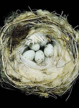 【预售】Nests: Fifty Nests and the Birds That Built Them