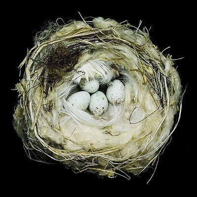 【预售】Nests: Fifty Nests and the Birds That Built Them