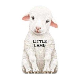 【预售】little lamb