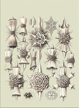 【预售】Randomness in Evolution