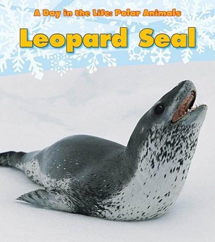 【预售】leopard seal