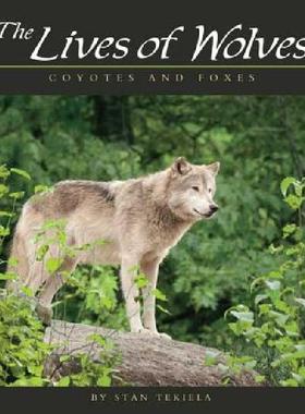 【预售】The Lives of Wolves: Coyotes and Foxes