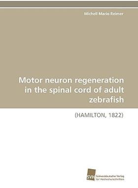 【预售】Motor Neuron Regeneration in the Spinal Cord of