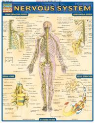 【预售】Nervous System Laminate Reference Chart
