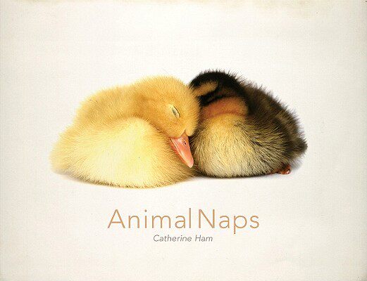 【预售】Animal Naps