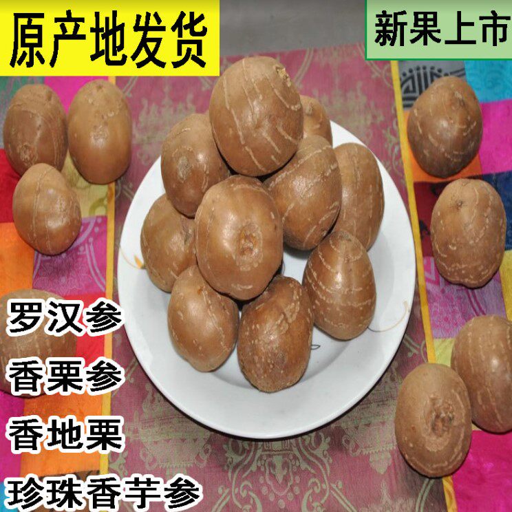 香地栗香栗参山东罗汉参药食同源