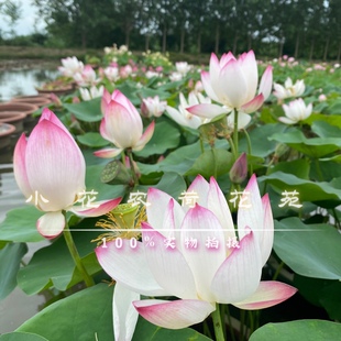 真碗莲微荷花种藕 碗里开花春夏秋开花机器 微型盆景阳台水生植物