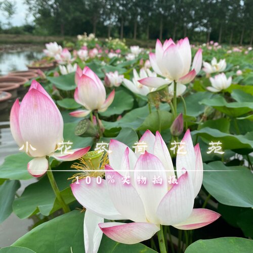 真碗莲微荷花种藕 碗里开花春夏秋开花机器 微型盆景阳台水生植物