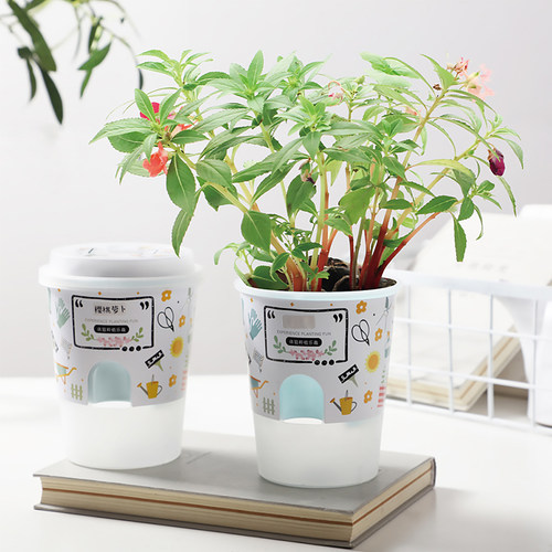 盆景草莓价格 盆景草莓图片 星期三