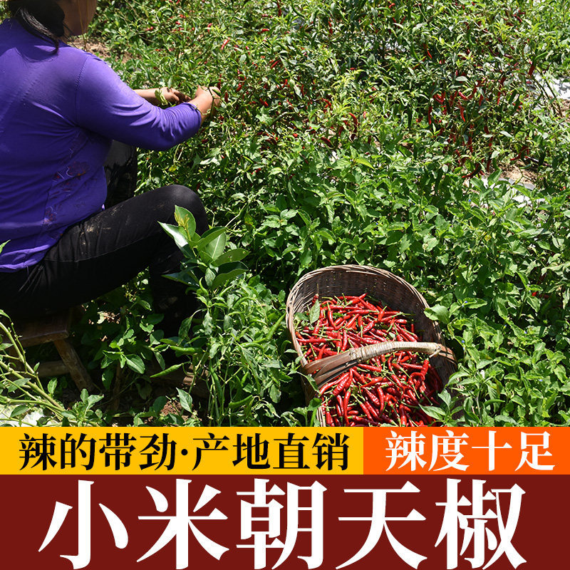秦岭新鲜特辣薄皮小米辣椒朝天椒