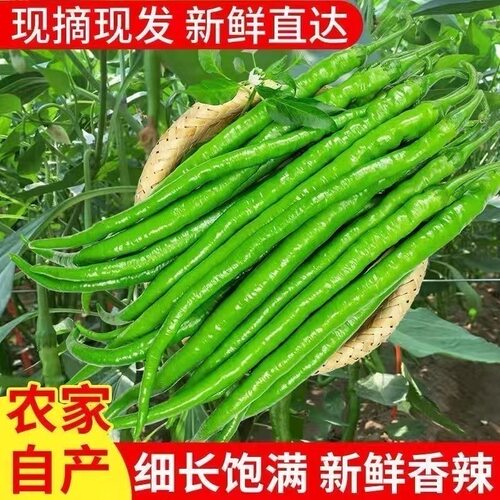 陕西秦岭高山新鲜现摘青红小线椒