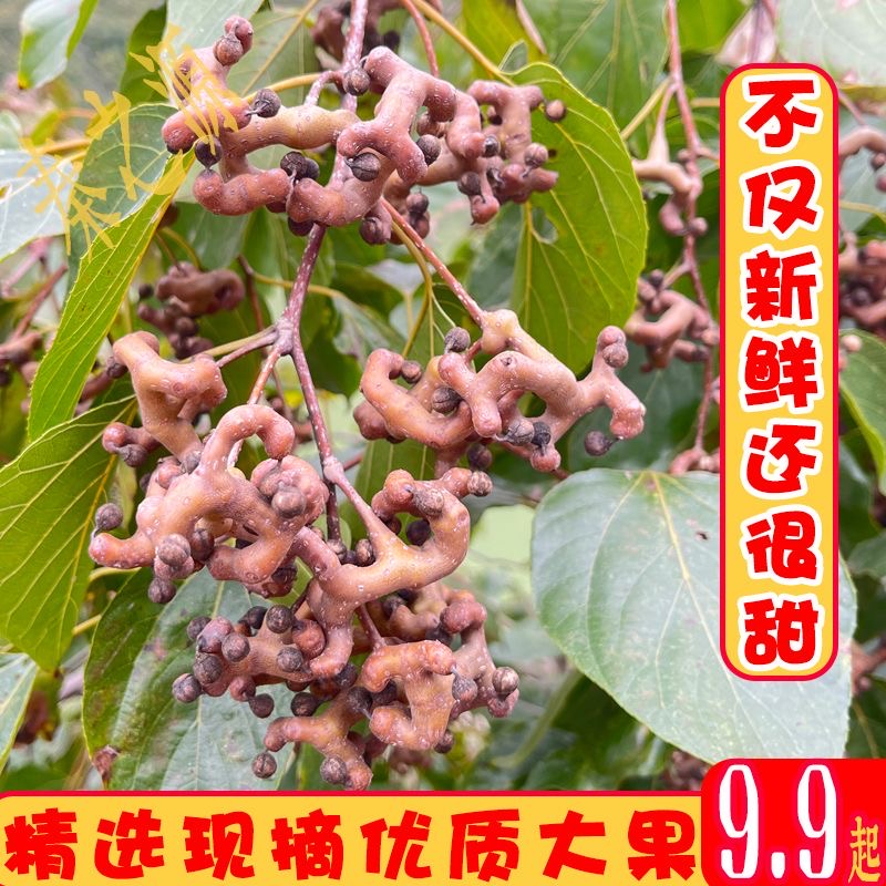 秦岭新鲜生吃拐枣万寿果