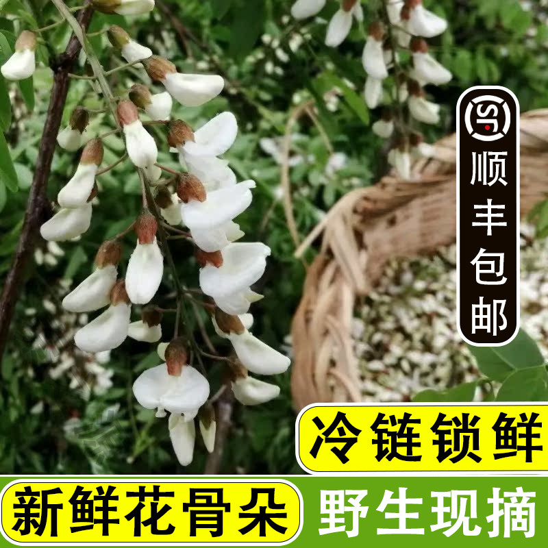 2026秦岭野生新鲜现摘洋槐花当季时令鲜嫩农家野菜刺槐食用花骨朵