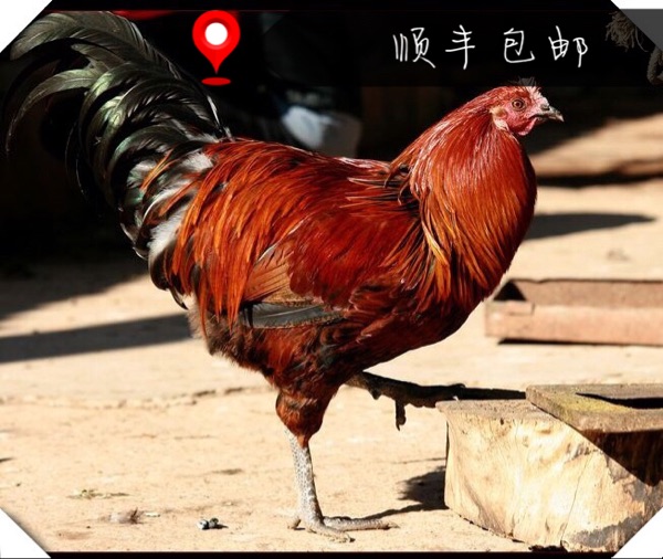 林下生态散养武定鸡武定壮鸡土鸡生态鸡4500g