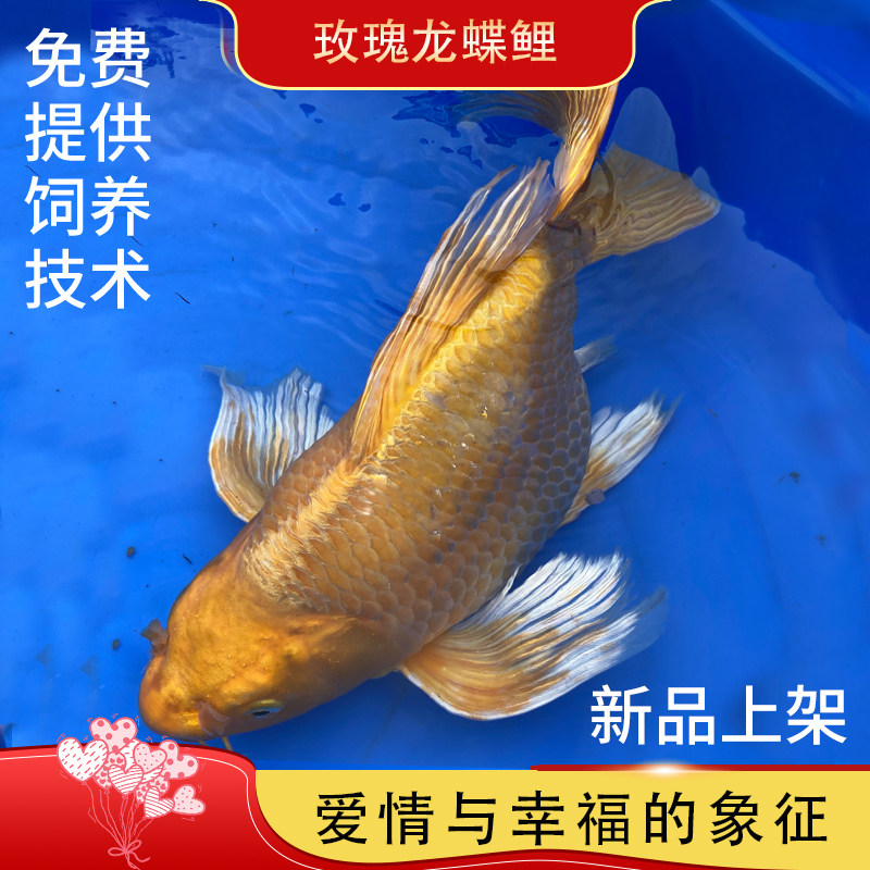 观赏鱼橘黄金龙凤锦鲤鱼球体蝴蝶鲤玫瑰龙蝶鲤鱼苗风水鱼活体包邮