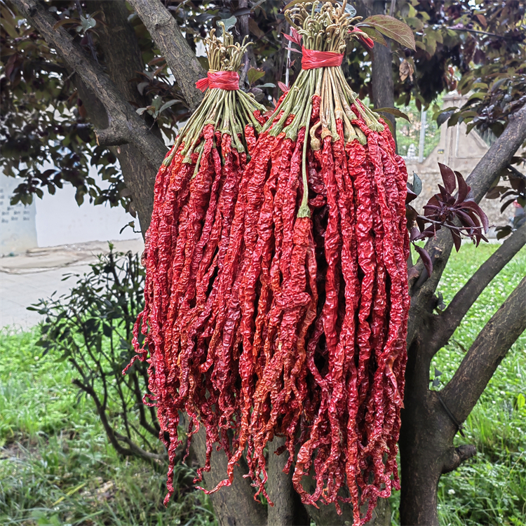 大方辣椒线椒皱椒二荆条包邮微辣