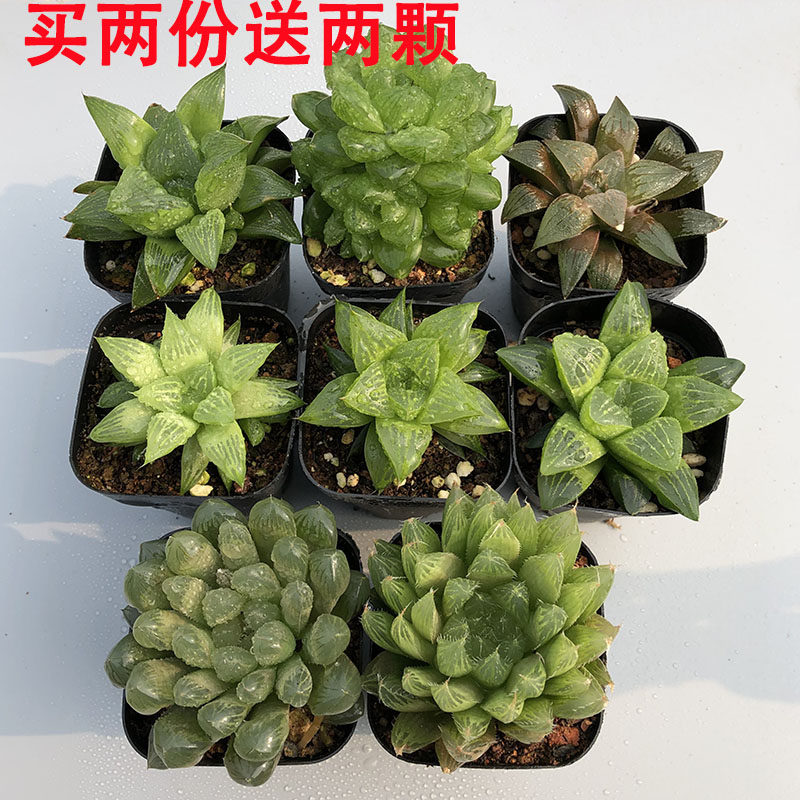 玉露多肉植物含盆带土 价格 怎么样 图片