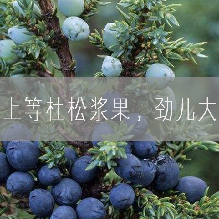 10ml杜松浆果精油法国单方杜松籽水肿清理毒素提振免疫原料分装