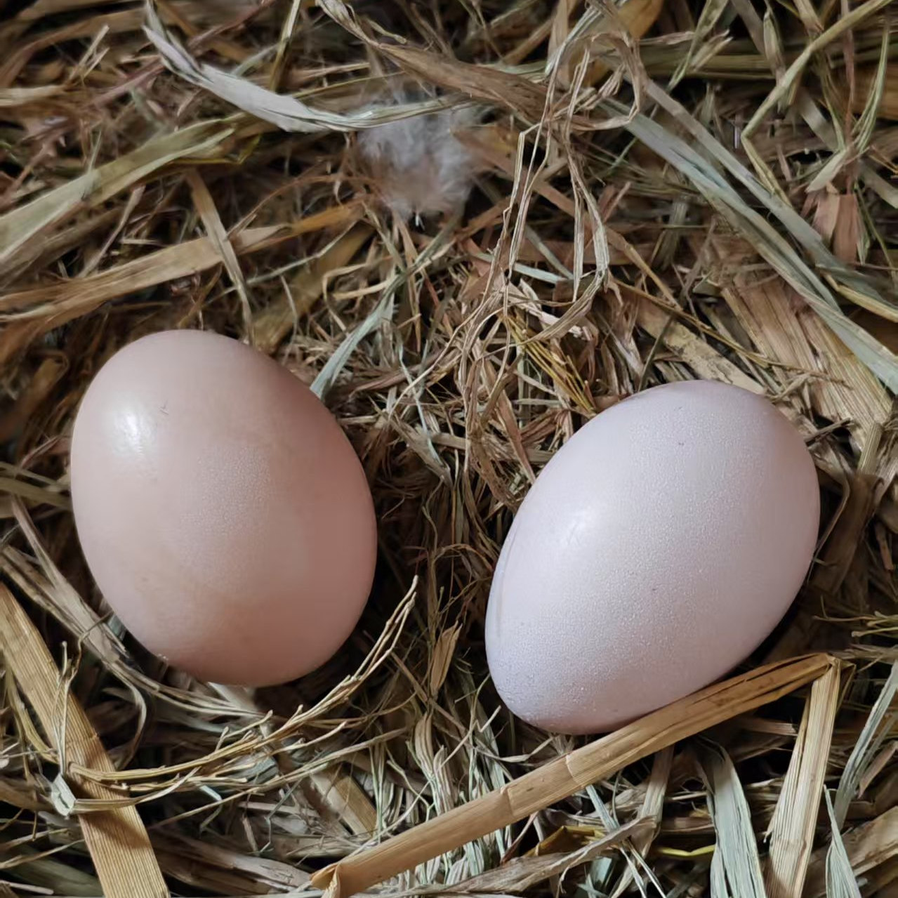 农家散养鸡蛋箱粮食鸡蛋30枚60枚